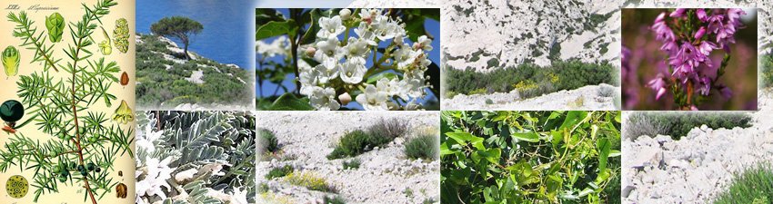 Flore des calanques...